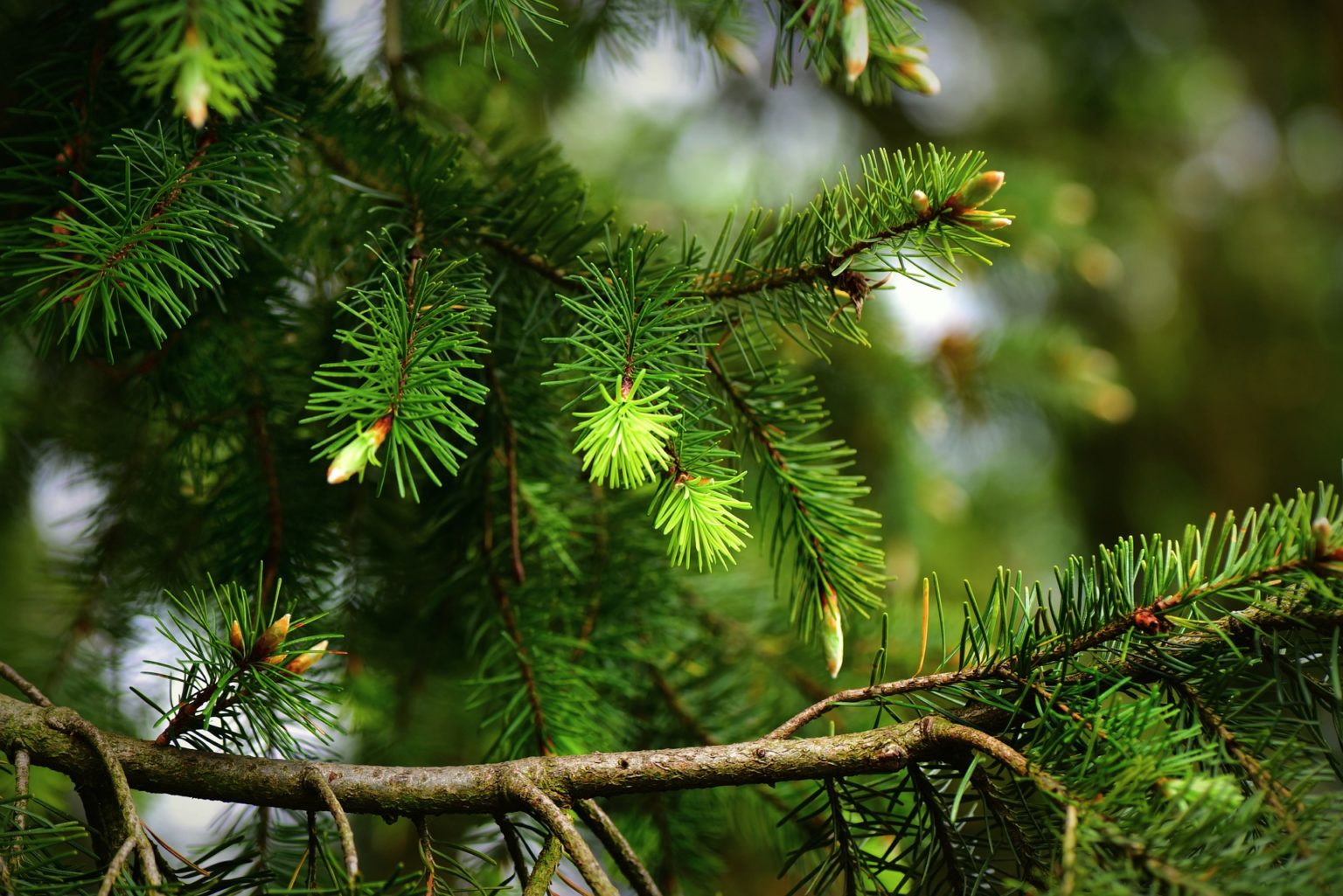 Conifer vs Broadleaf - Tilhill Forestry