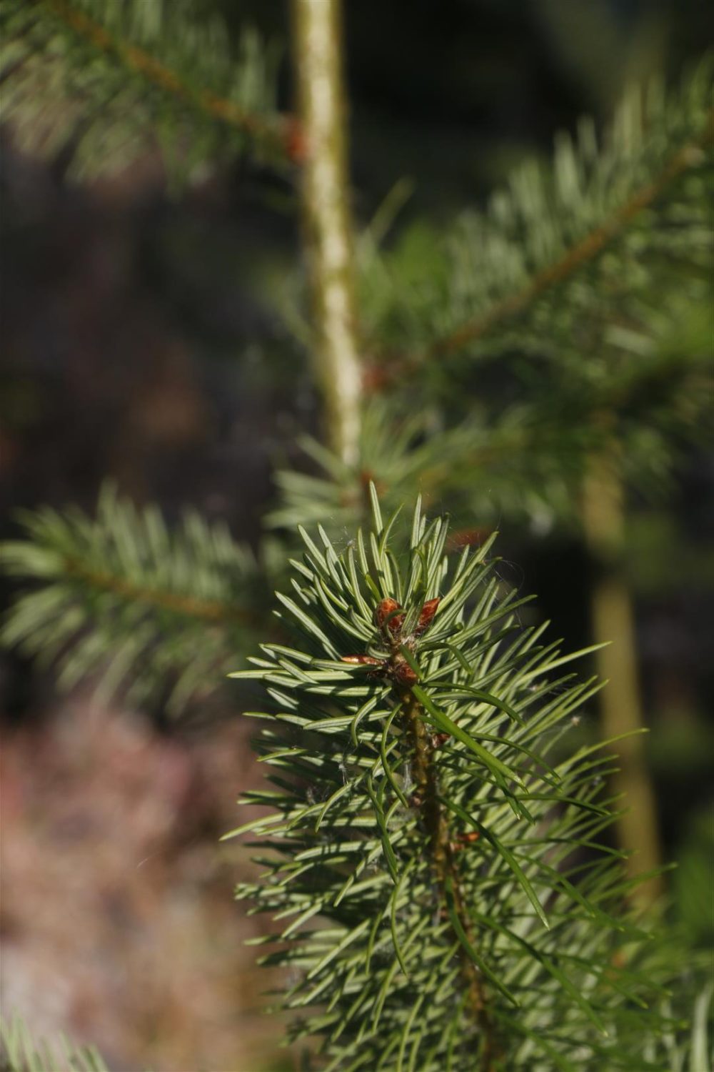 200 Years of Douglas Fir - Tilhill Forestry