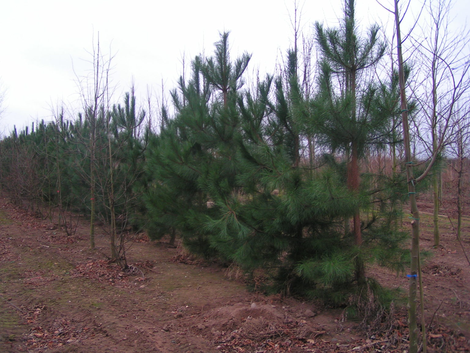 wood-properties-and-uses-of-scots-pine-in-britain-tilhill