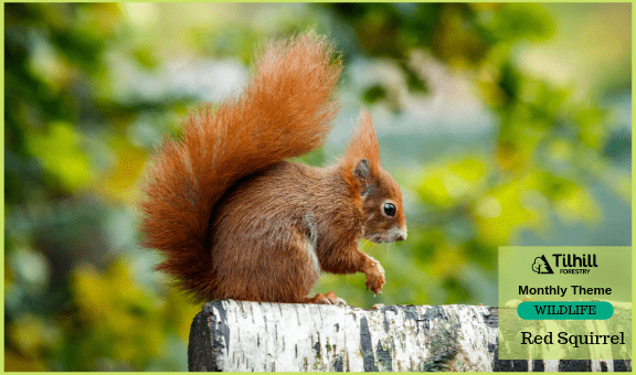 Red Squirrel - Tilhill Forestry