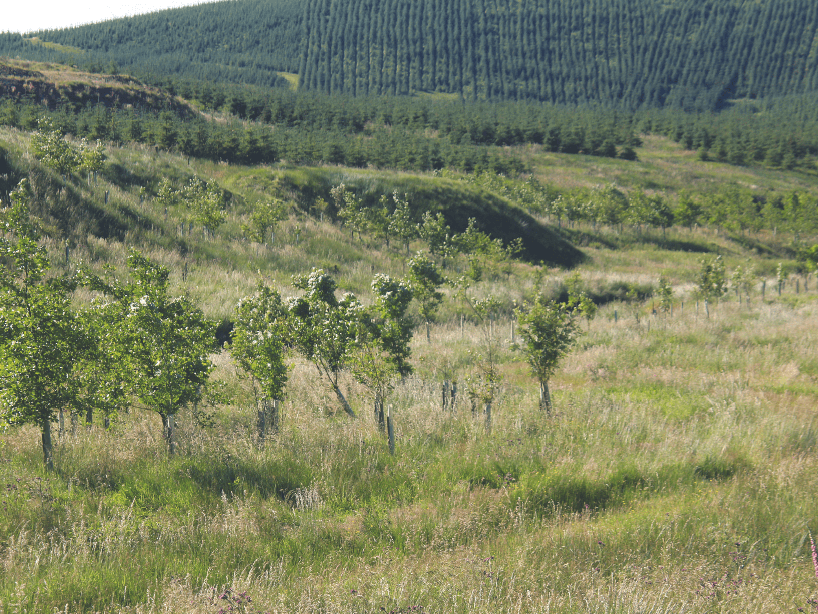 flooding due to deforestation case study